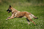 running Malinois