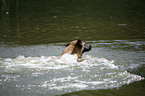 swimming Malinois