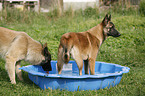 Malinois