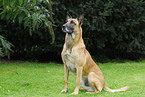 sitting Malinois