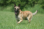 Malinois