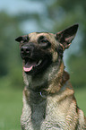 Malinois Portrait