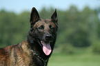 Malinois Portrait