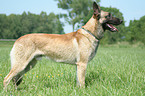 Malinois on meadow