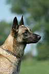 Malinois Portrait