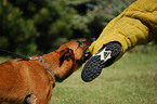 Belgian Malinois