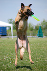 Belgian Malinois with frisbee