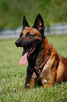 lying Belgian Malinois