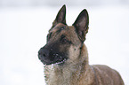 Malinois in snow