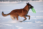 Malinois in snow