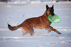 Malinois in snow