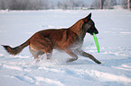 Malinois in snow