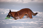 Malinois in snow