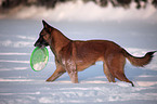 Malinois in snow