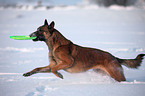 Malinois in snow