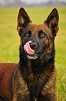 male Malinois