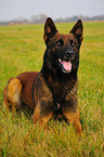 male Malinois