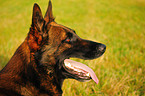 male Malinois