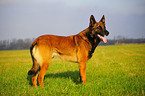 male Malinois