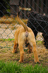 Malinois puppy