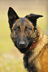 female Malinois