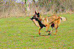 female Malinois