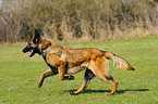 female Malinois