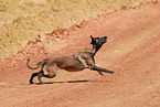 running Malinois