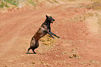 playing Malinois