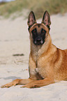 lying Malinois