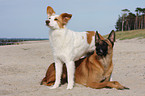 Malinois and Border-Collie mongrel