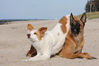 Malinois and Border-Collie mongrel