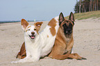 Malinois and Border-Collie mongrel