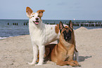 Malinois and Border-Collie mongrel