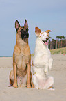 Malinois and Border-Collie mongrel