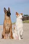 Malinois and Border-Collie mongrel