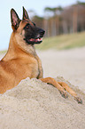 lying Malinois