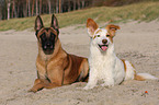 Malinois and Border-Collie mongrel