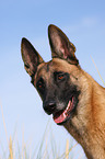 Malinois Portrait