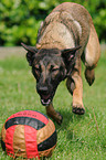 playing Malinois