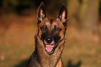 Malinois Portrait