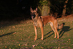 Malinois