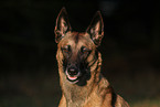 Malinois Portrait