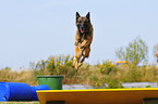 jumping Malinois