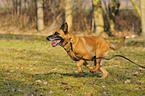 running Malinois