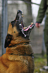 barking Malinois