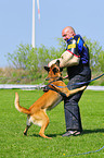 Malinois