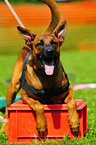 Malinois