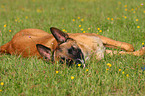 Malinois