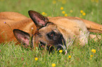 Malinois